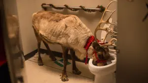 Задник к фильму "Новогодний корпоратив" #328650