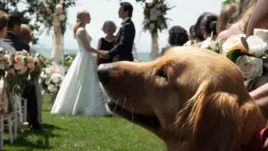 Задник к фильму "Невероятный мир глазами Энцо" #716552