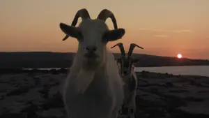 Задник к фильму "Банши Инишерина" #693704