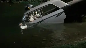 Задник к фильму "Фольксваген-жук" #347149