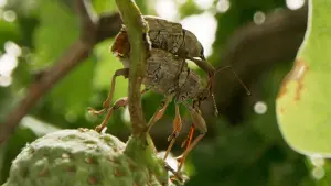 Задник к фильму "Le Chêne" #198321