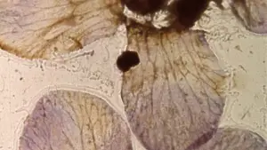 Задник к фильму "" #703585