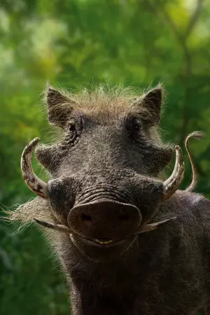 Постер к фильму "Король Лев" #173125