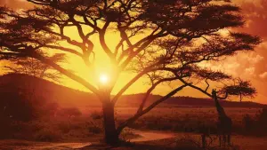 Задник к фильму "Нигде в Африке" #428875