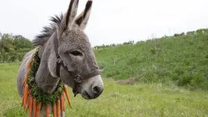 Задник к фильму "Иа" #195300