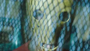 Задник к фильму "Играй или умри" #363053