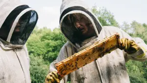 Задник к фильму "Бугония" #511562