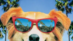 Видео к фильму Бинго | Bingo Trailer 1991