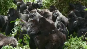 Задник к фильму "A Gorilla Story: Told by David Attenborough" #832788