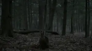 Задник к фильму "Ведьма" #600297