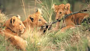 Задник к фильму "Живущие свободными" #742305