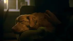 Задник к фильму "Хороший мальчик" #517208