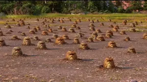 Задник к фильму "Хороший динозавр" #266355