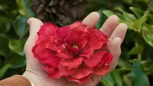 Задник к фильму "Милые кости" #654243