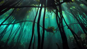 Задник к фильму "Мой учитель – осьминог" #382998