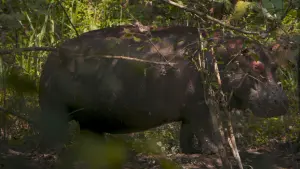 Видео к фильму Pepe | "Pepe" | Trailer | Berlinale 2024