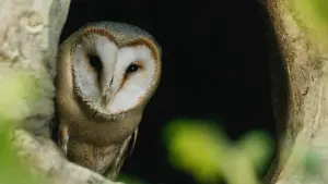 Задник к фильму "Le Chêne" #198327