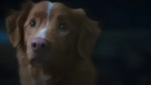 Задник к фильму "Хороший мальчик" #517189