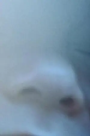 Постер к фильму "Flowers"