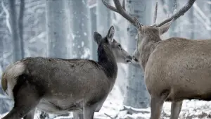 Задник к фильму "О теле и душе" #231112