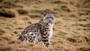 Задник к фильму "Рождённые в Китае" #436605