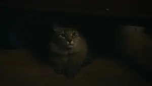 Задник к фильму "Пойман с поличным" #527884