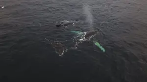 Задник к фильму "Антарктида" #670572