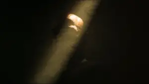 Задник к фильму "Апокалипсис сегодня" #593726