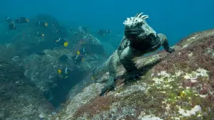 Задник к фильму "Океаны" #387000