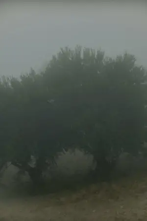 Why Do I See You in Everything?