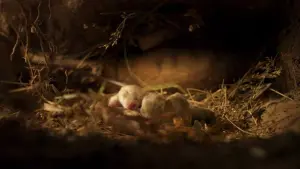 Задник к фильму "Le Chêne" #198330