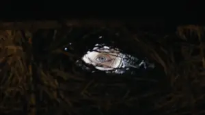 Задник к фильму "Шаман" #527719