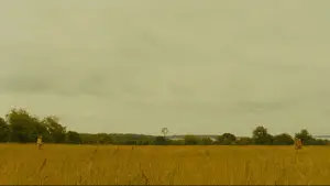 Задник к фильму "Королевство полной луны" #719525