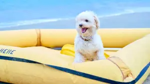 Задник к фильму "Затерянные в раю" #540996