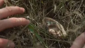 Задник к фильму "Синий бархат" #626881