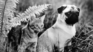 Задник к фильму "Приключения Майло и Отиса" #409202