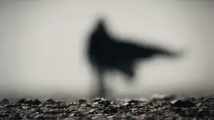 Задник к фильму "Дюна 2" #529115