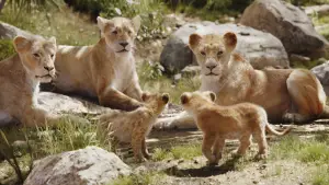 Задник к фильму "Король Лев" #581530