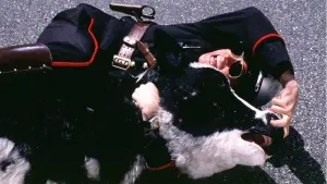 Задник к фильму "Я, снова я и Ирэн" #276607