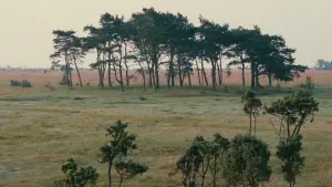 Задник к фильму "Жертвоприношение" #189158