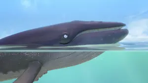 Задник к фильму "Улитка и Кит" #414232