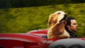 Задник к фильму "Невероятный мир глазами Энцо" #716555