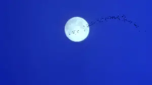 Задник к фильму "Практическая магия" #697214