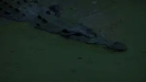 Задник к фильму "Тонкая красная линия" #650176