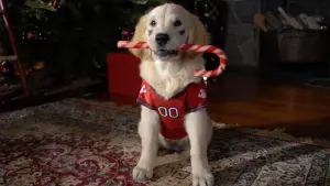 Задник к фильму "Рождественская пятерка" #346737