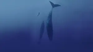 Задник к фильму "Freediver" #791618