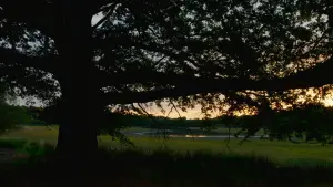 Задник к фильму "Le Chêne" #198317