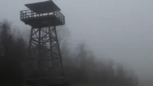 Задник к фильму "Таинственный лес" #728800