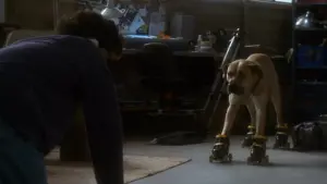 Задник к фильму "Правда о кошках и собаках" #392919