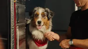 Задник к фильму "Мармадюк" #616781